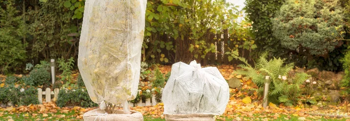 Zwei winterfeste Pflanzen